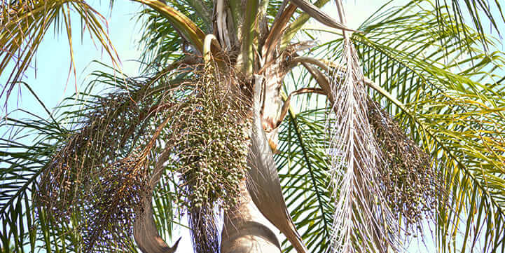 De Seeding and Pod Removal in Boca Raton FL