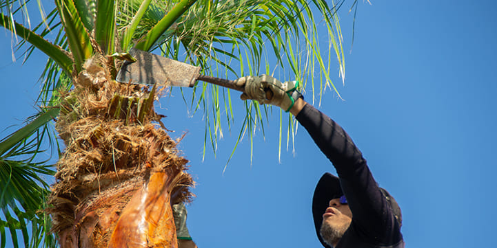 Fronds Trimming Experts in Boca Raton FL
