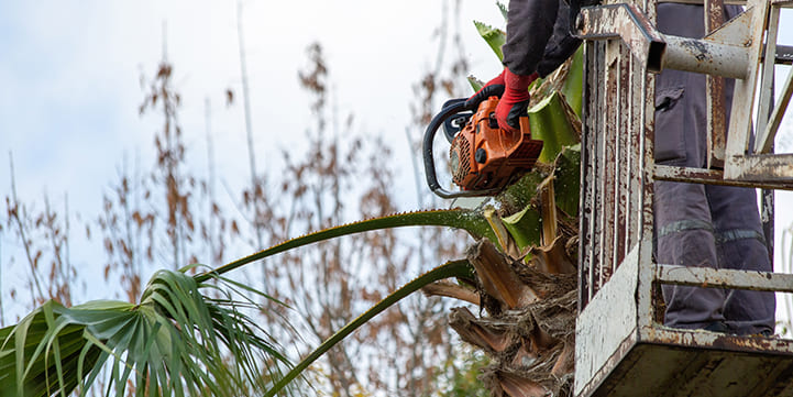 Fronds Trimming in Boca Raton FL