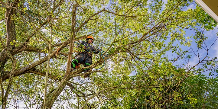 Landscaping Company in Royal Palm Beach FL