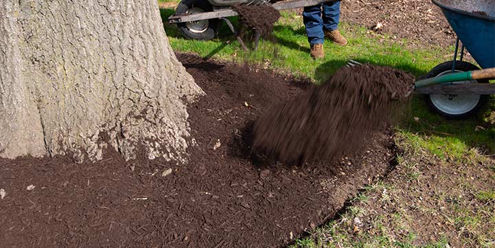 Mulch Replacement Service in Boca Raton FL
