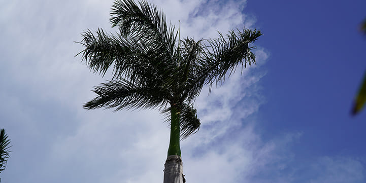 Palm De Seeding Services in Boca Raton FL