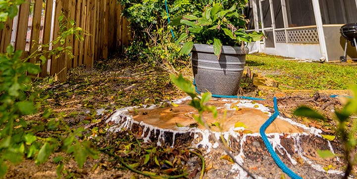 Stump Removal Service in Boca Raton FL