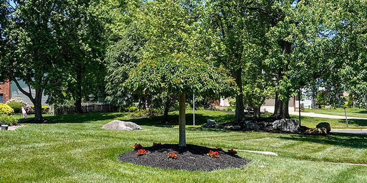 Tree Installation in Boca Raton FL