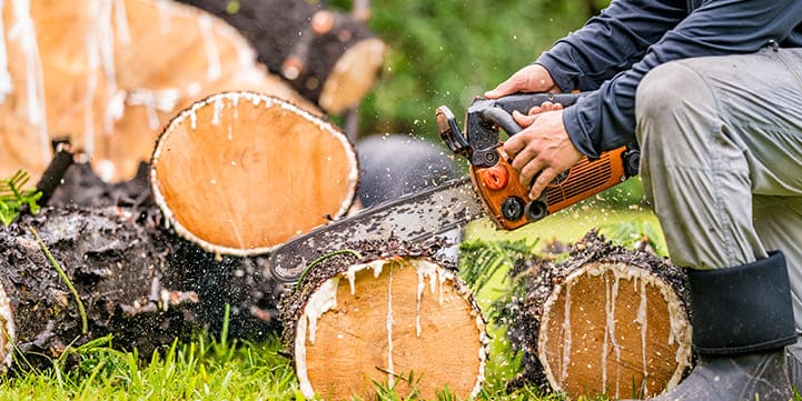Tree Removal Experts in Boca Raton FL