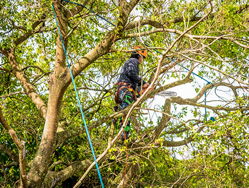 Tree Services in Boca Raton FL
