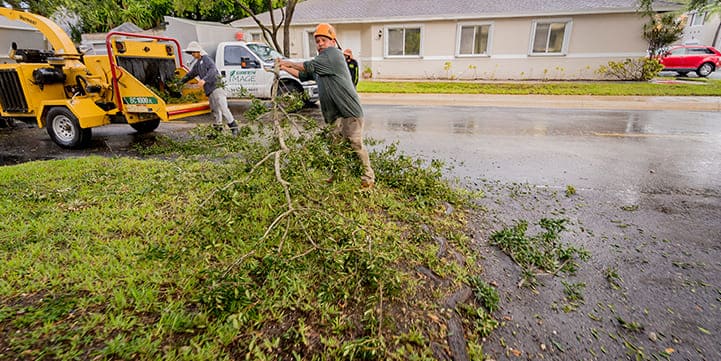 Tree Trimming Solutions in Boca Raton FL