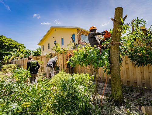 Professional tree services in Boca Raton, FL