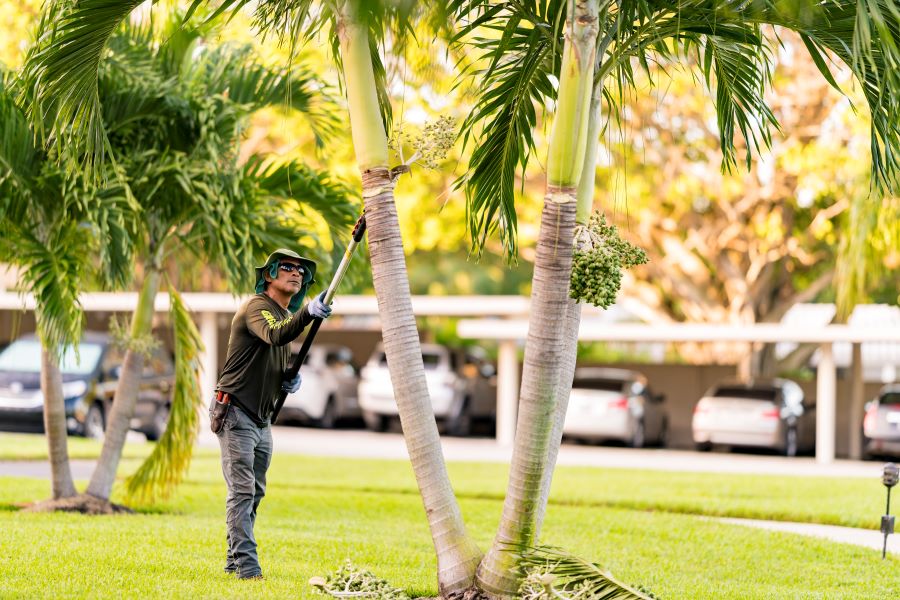 landscaper in Boca Raton, FL