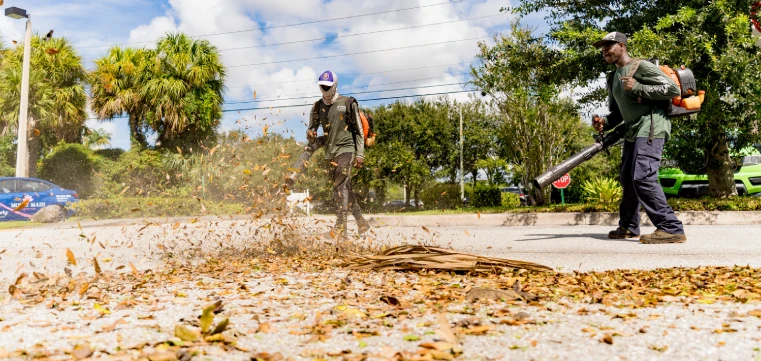 fall landscape cleanup in palm beach