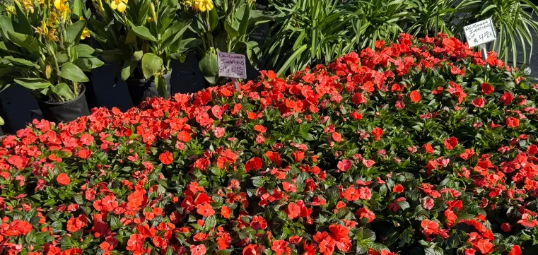 fall and winter color plants for south florida landscapes