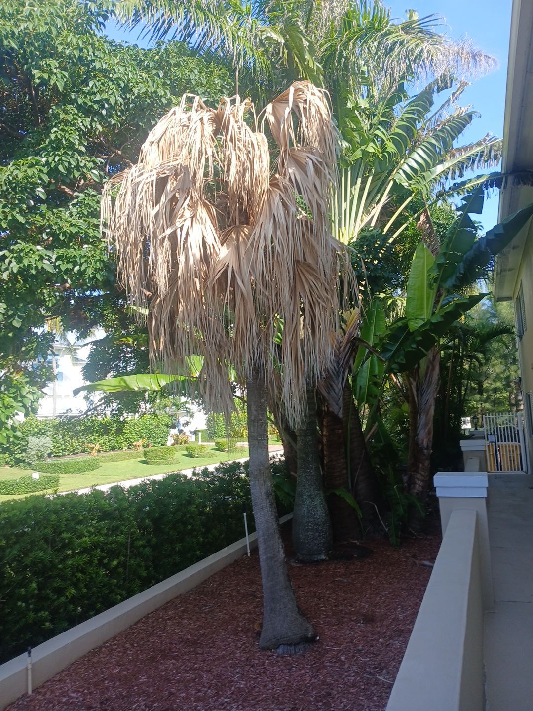 Dead palm next to a building walkway